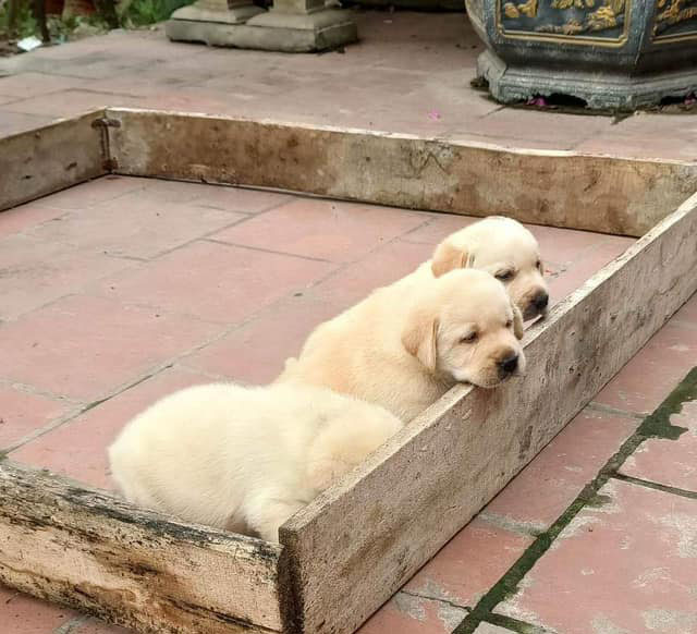 Dịch vụ huấn luyện chó golden tại hà nội